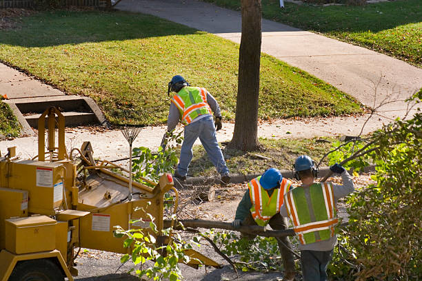 Dunmore, PA Tree Removal and Landscaping Services Company